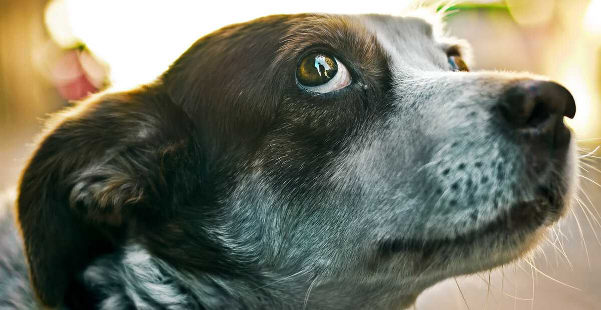 Стресс у собаки: симптомы и способы снятия