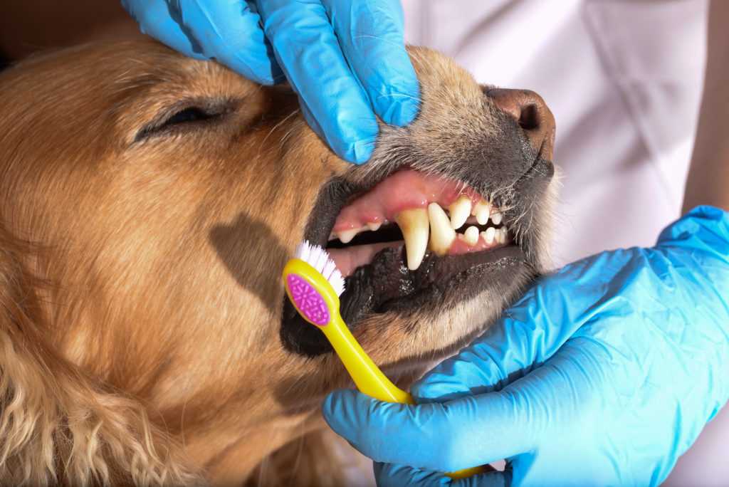 Ветеринарная стоматология для собак, кошек и других домашних животных