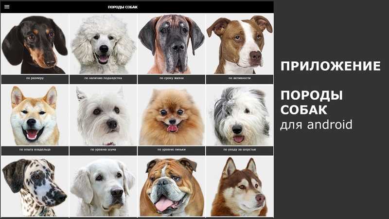 Лучшие породы собак для квартиры, топ-10 рейтинг собак 2021