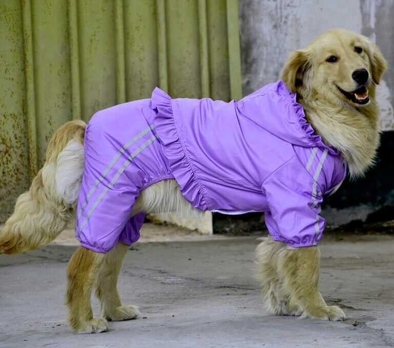 Одежда для собак: нужна ли, зачем