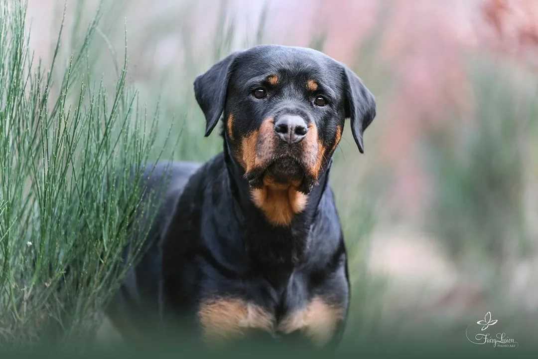 Собака ротвейлер: характеристика породы, описание характера, фото