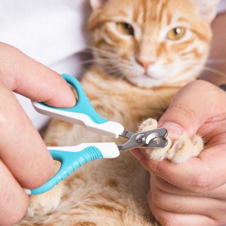 Можно ли кошкам подстригать когти?