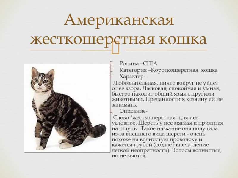 Описание породы кошек американская жесткошерстная: общая характеристика породы, происхождение, предрасположенность к заболеваниям, фотографии и видео обзор.