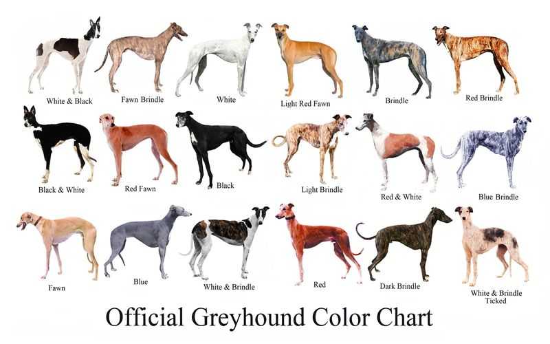 Крупные породы собак. описания, названия, клички и особенности крупных пород собак