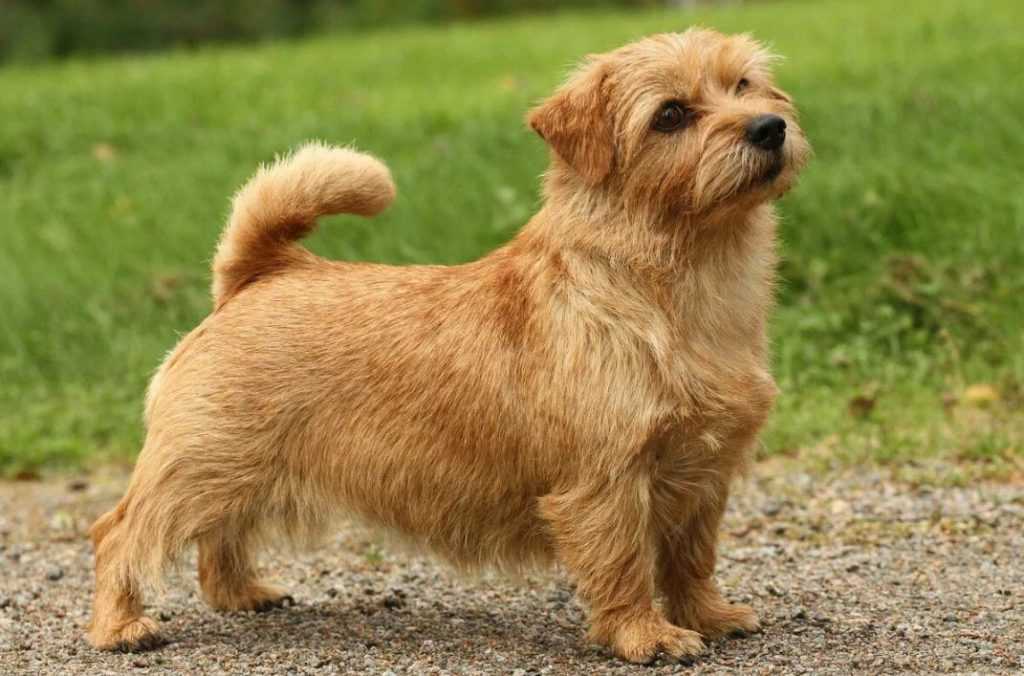 Норвич-терьер: описание породы, характер собаки и щенка, фото, цена
