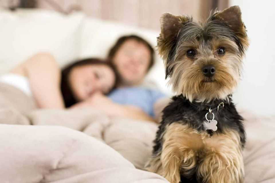 Самые неприхотливые породы собак: какие домашние питомцы (маленькие, средние и большие) просты в уходе и содержании для квартиры и детей, для частного дома?
