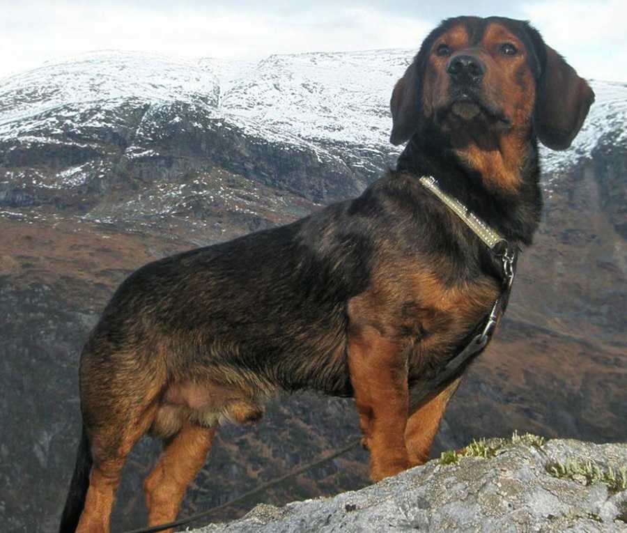 Альпийская таксообразная гончая: фото, описание породы, характер | все о собаках
