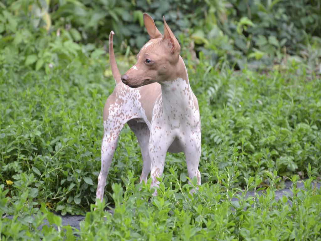 Американский голый терьер: фото и описание собаки, стоимость и уход