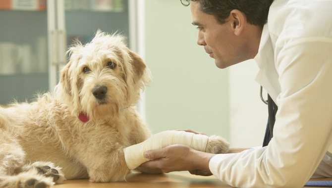 Инсульт у собаки: симптомы, лечение, причины, последствия после, что делать