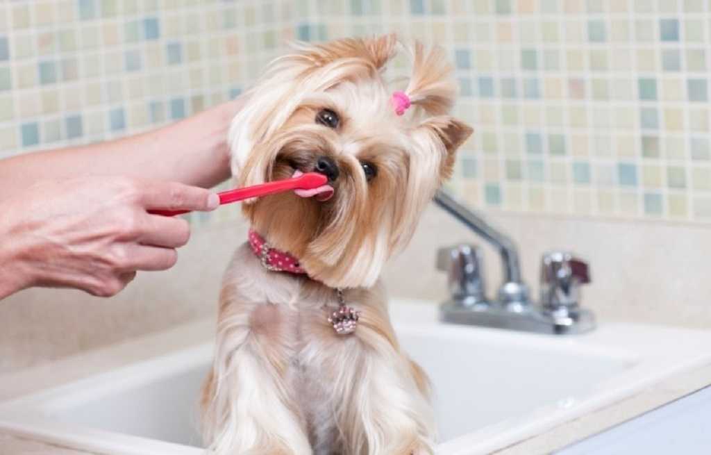 Где можно помыть большую собаку: когда и как мыть, плюсы и минусы водоема, ванные, салонов