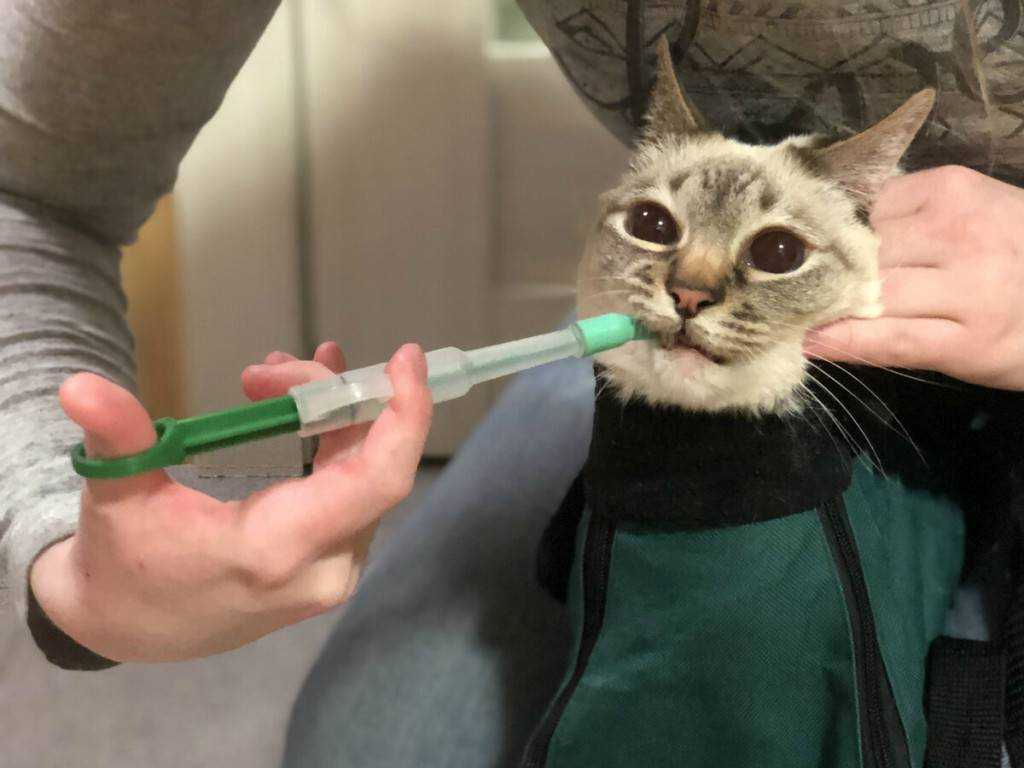 Как дать таблетку кошке, чтобы лекарство принесло пользу и никто не пострадал