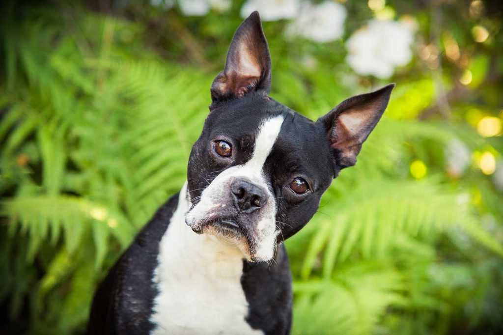 Описание породы собак бостон терьер с отзывами владельцев и фото
