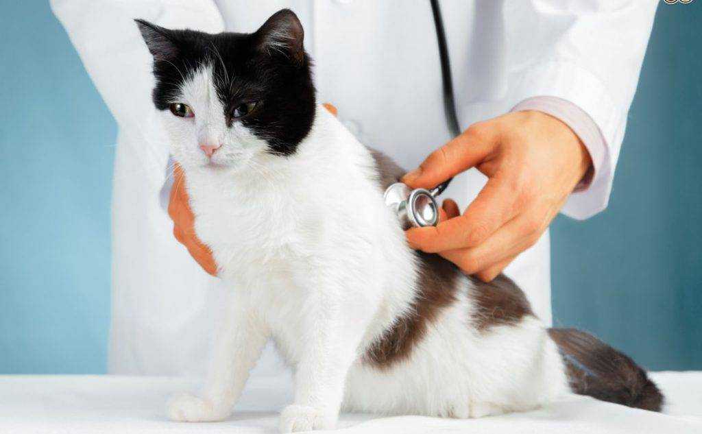 Передается ли коронавирус от собак и кошек человеку | можно ли заразиться