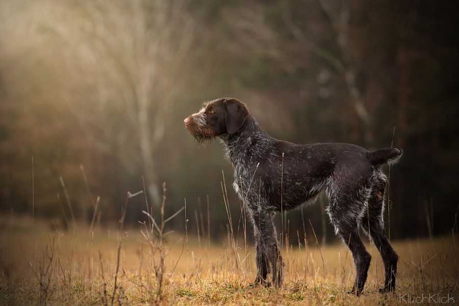 Дратхаар (немецкая жесткошерстная легавая) — фото, описание породы собак и характеристика