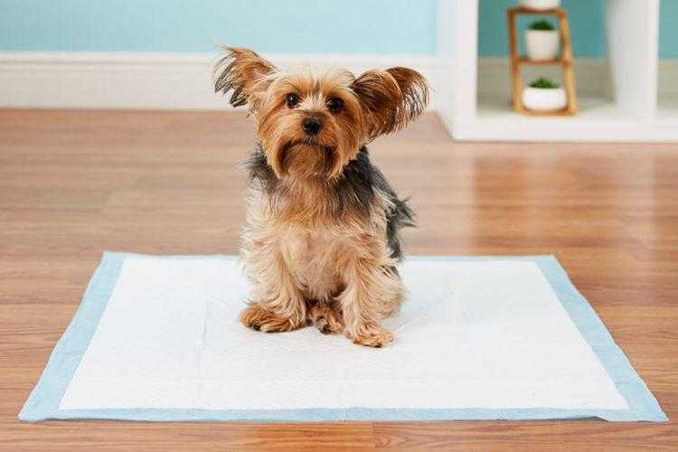 Как приучить собаку ходить в туалет на пелёнку? | блог ветклиники "беланта"