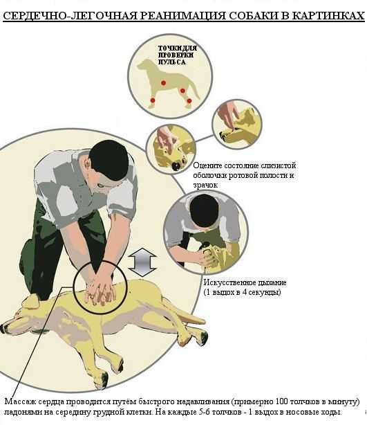 Отравление собаки крысиным ядом симптомы и лечение