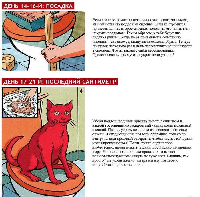 Почему кошки боятся воды: причины, легенды, факты + советы по приучению