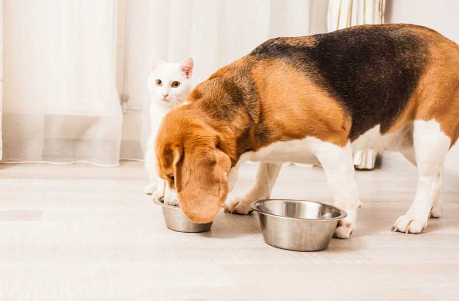 Можно ли кошкам давать собачий корм: отличия, последствия
