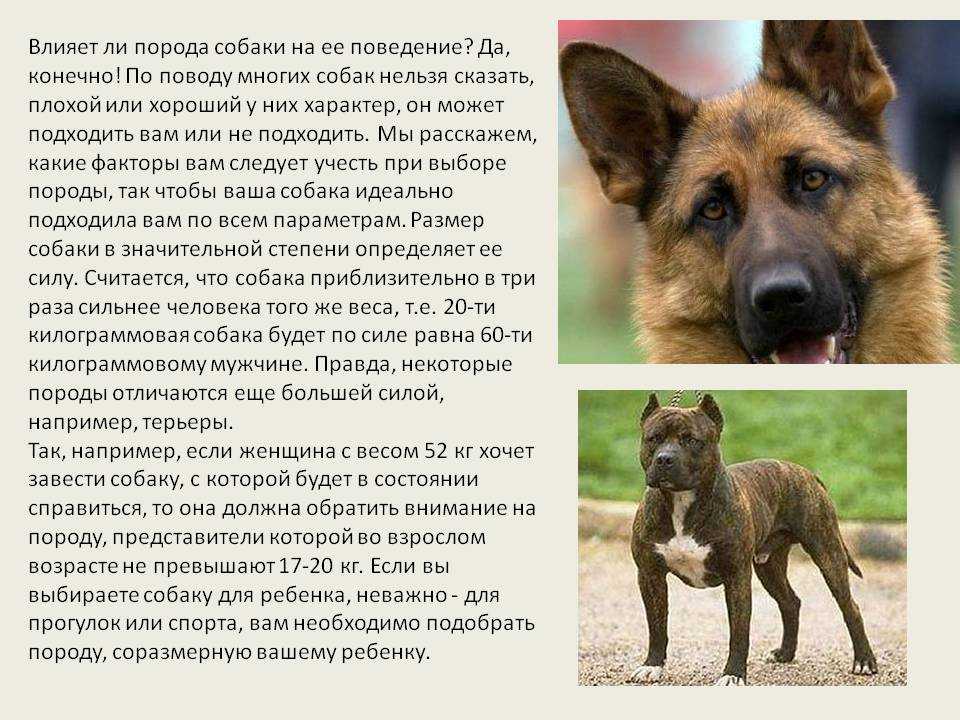 ᐉ описание породы австралийская пастушья собака или австралийский хилер - ➡ motildazoo.ru