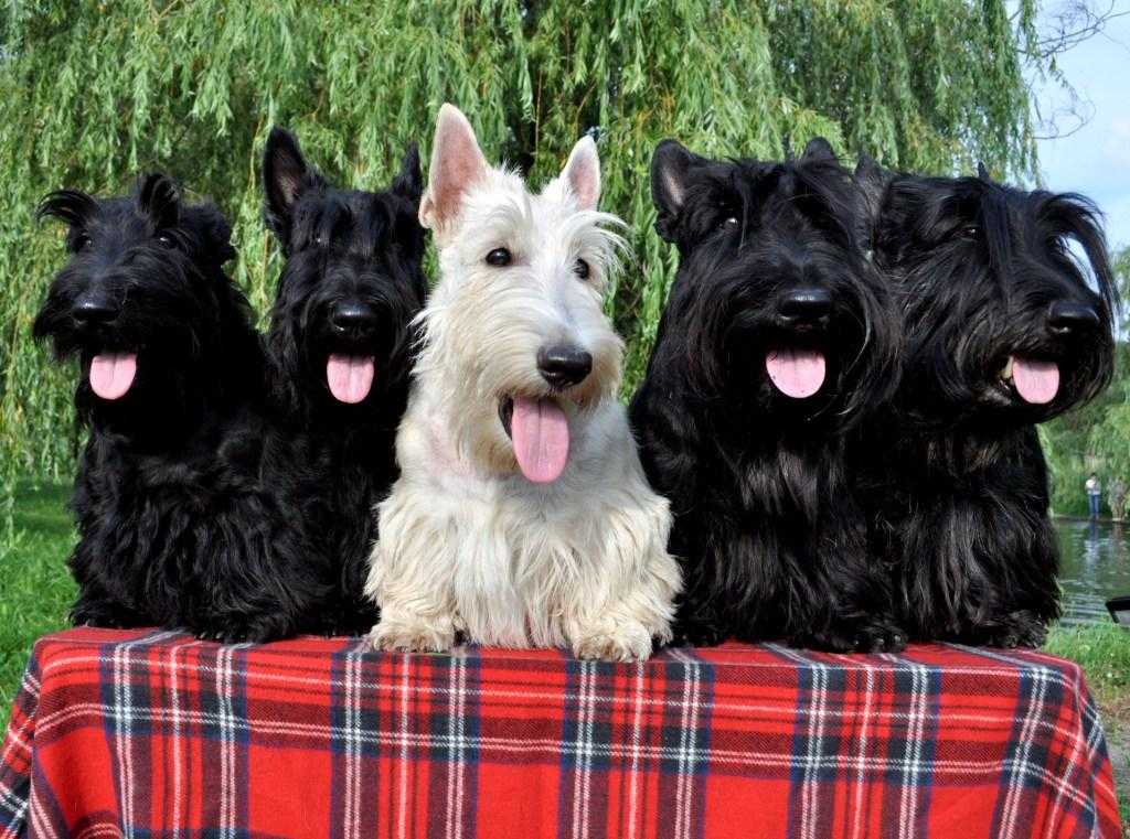 Порода собак шотландский терьер, или скотч терьер: фото, видео, описание породы и характер
