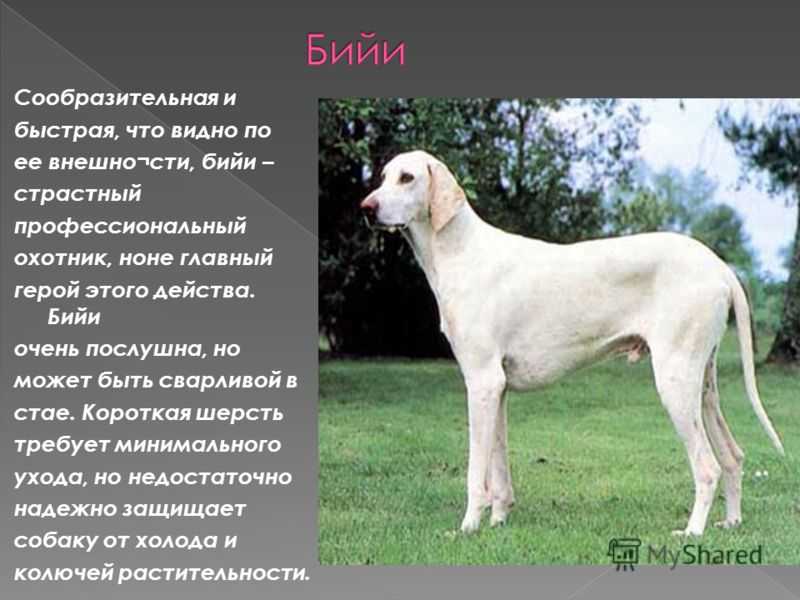 Гончая порода собак с названиями и фотографиями | petguru