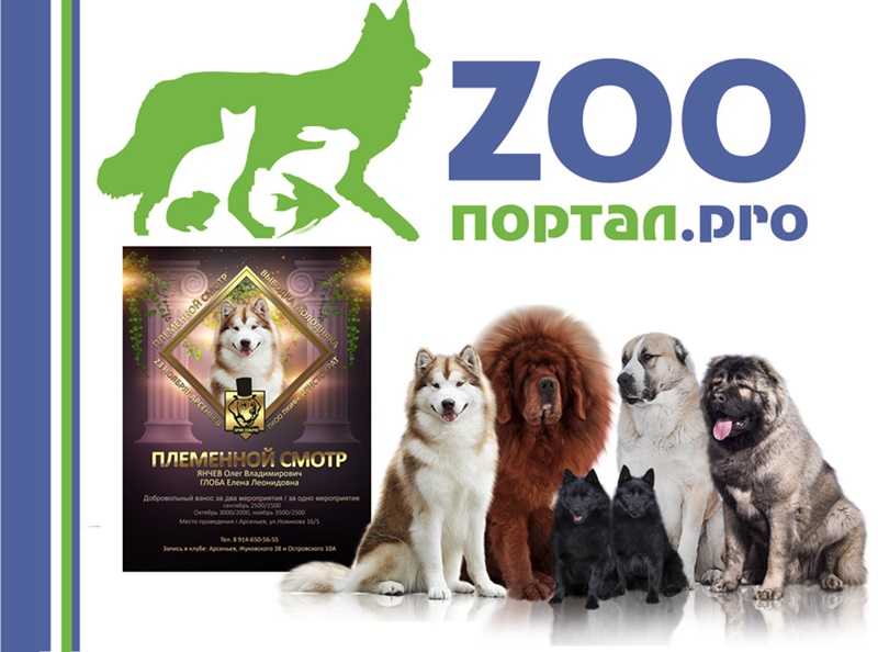 Выставки собак в москве 2021: расписание ркф