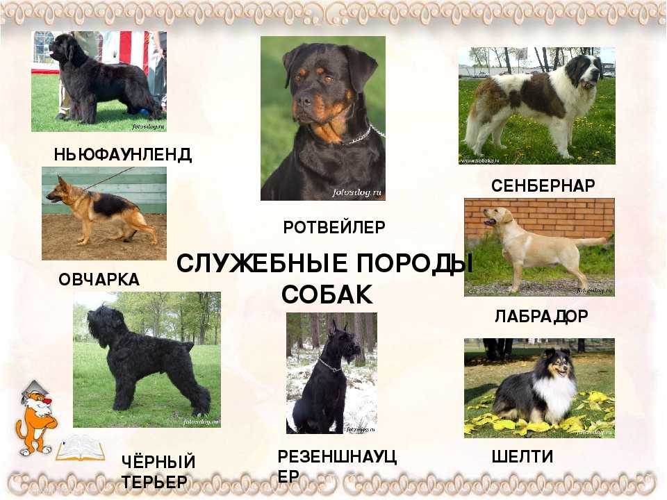 Породы легавых собак с фото и названиями
