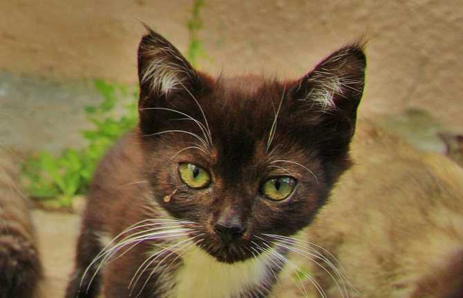У кошки коричневые выделения из глаз: причины и лечение