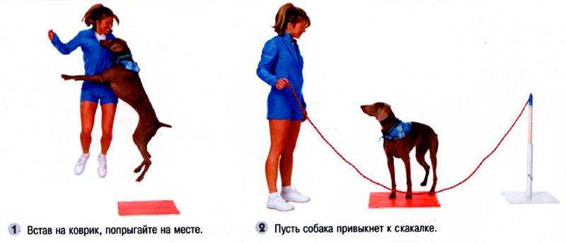 Как воспитать щенка: 7 основных правил дрессировки от эксперта