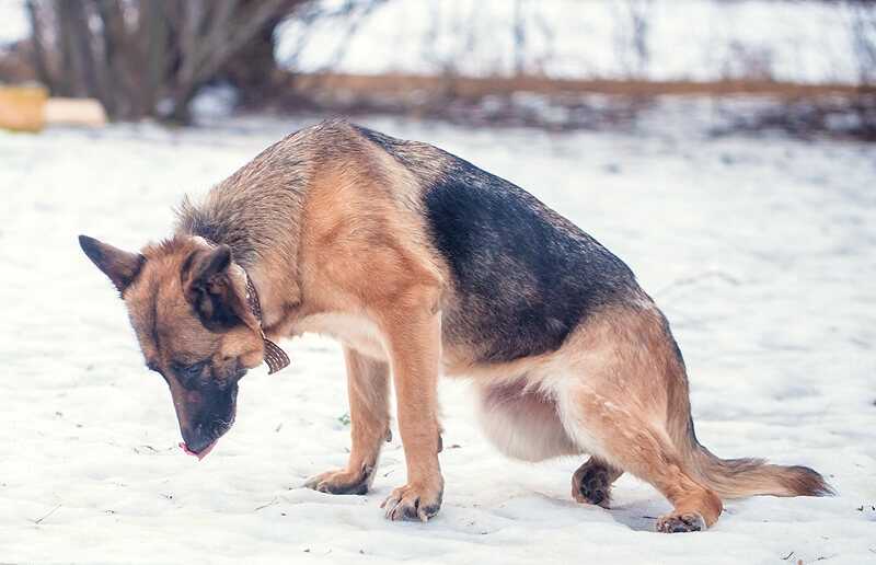 Почему собака грызет и чешет свои лапы - причины, диагностика и лечение
почему собака грызет и чешет свои лапы - причины, диагностика и лечение