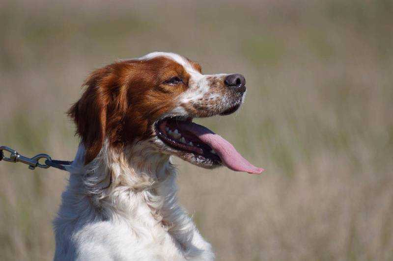 Бретонский эпаньоль (35 фото): щенки французской породы бретон, описание бретонского спаниеля, стандарты собак