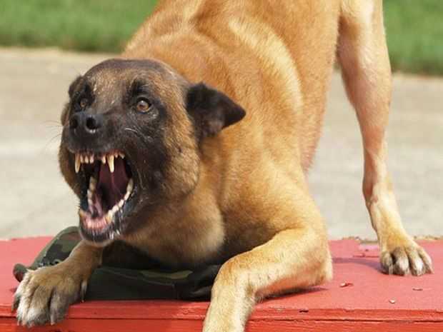 Как отучить собаку лаять без причины на прохожих и других собак