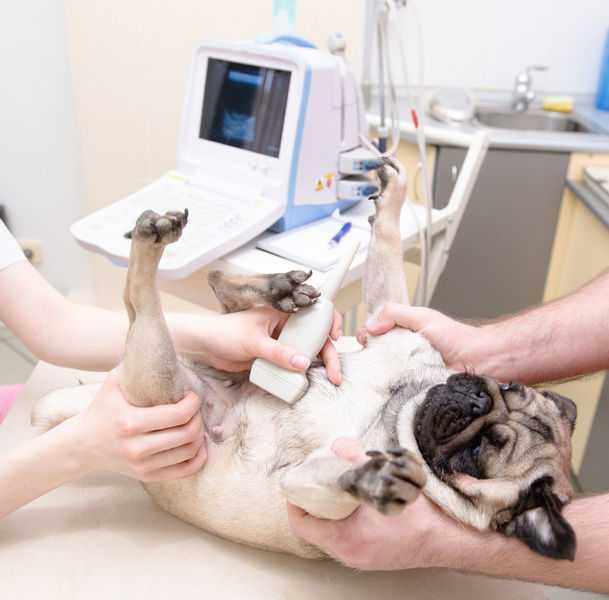 Подготовка животного к операции | блог ветклиники "беланта"