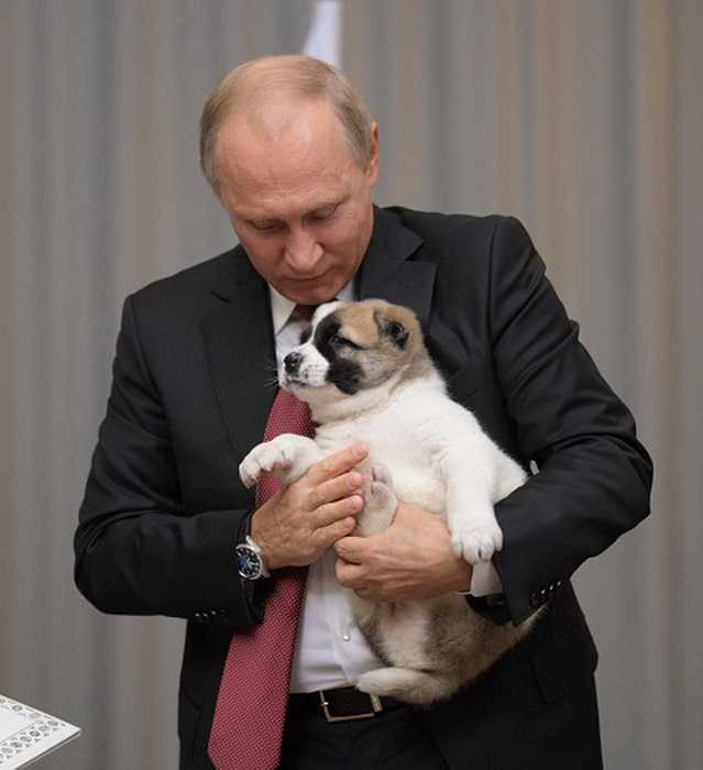 Любимая собака путина: какое у нее имя и домашний зоопарк президента россии
