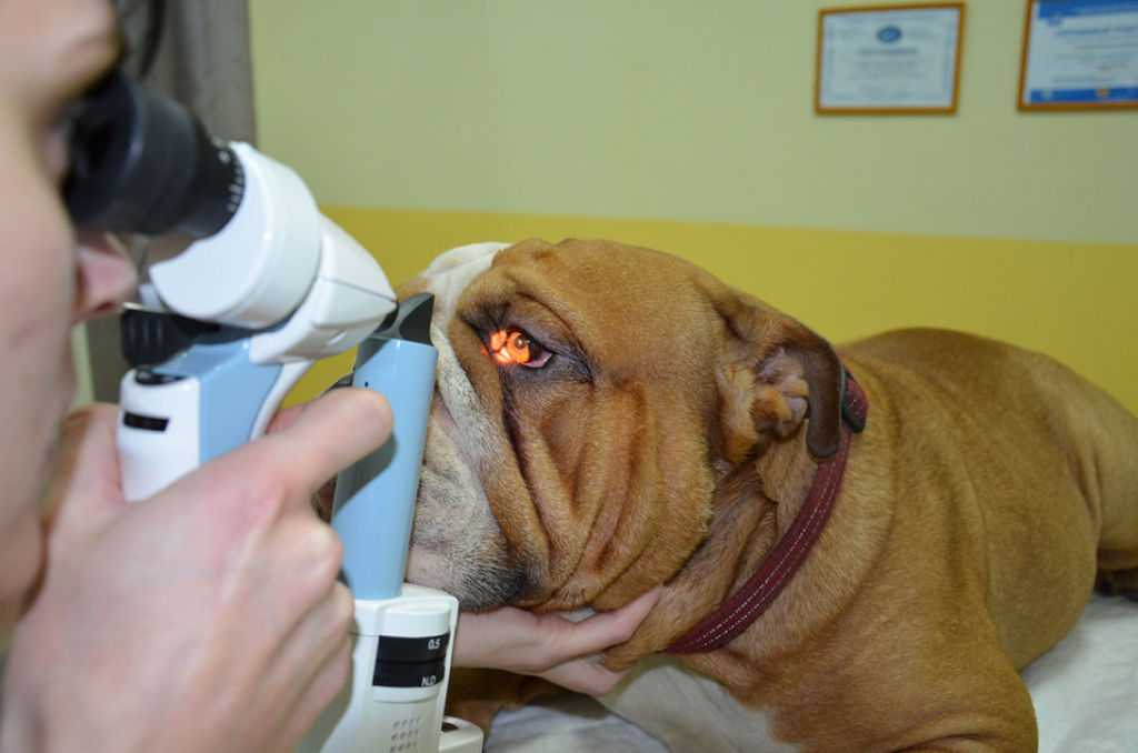 У собаки выпал глаз: причины и первая помощь | блог ветклиники "беланта"