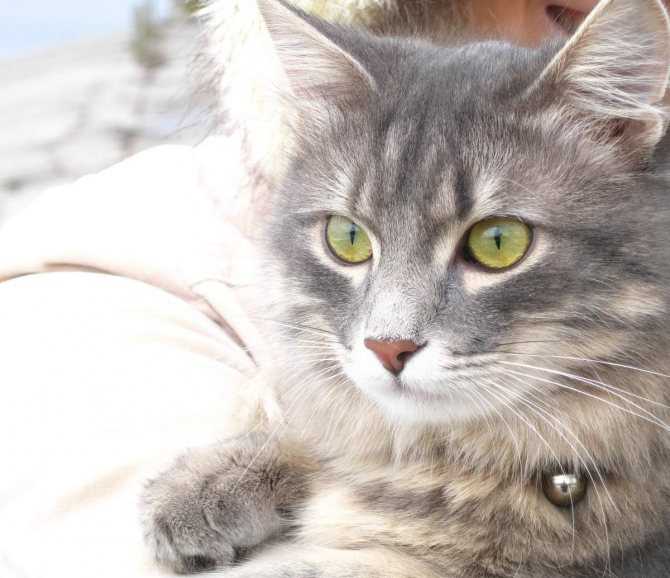 Рыжий кот с зелеными глазами какая порода