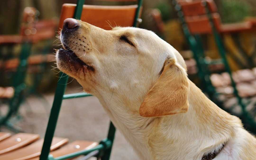 Как отучить собаку или щенка скулить: простые способы