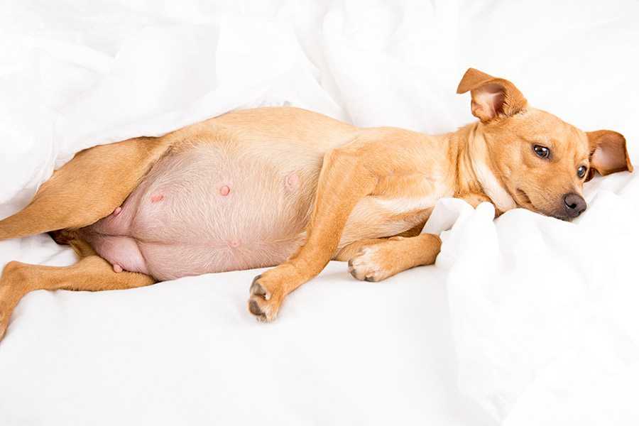 Ложная беременность у собак: признаки и симптомы, особенности лечения