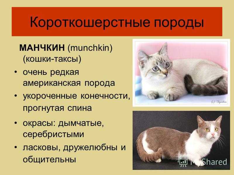 Американская жесткошерстная кошка: фото, описание породы, характера