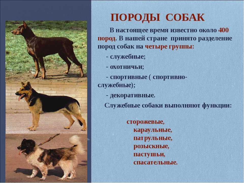 Порода чешский волфхунд - фото, характер, уход, дрессировка, болезни, цена собаки
