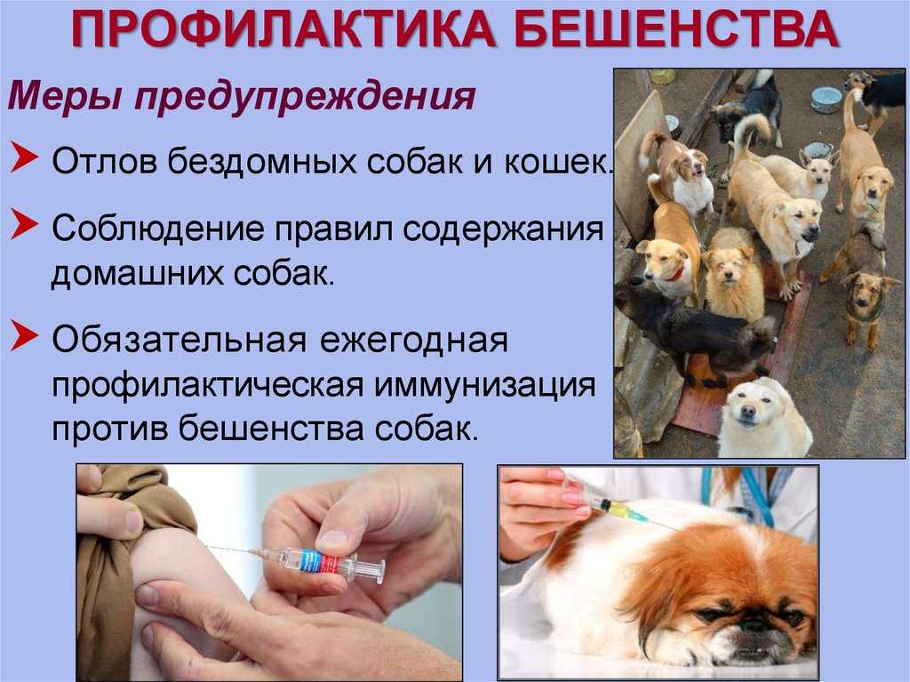 Колит у собак - симптомы и лечение колита у собак. антибиотики при язвенном колите у собак. ветеринарная клиника "зоостатус".