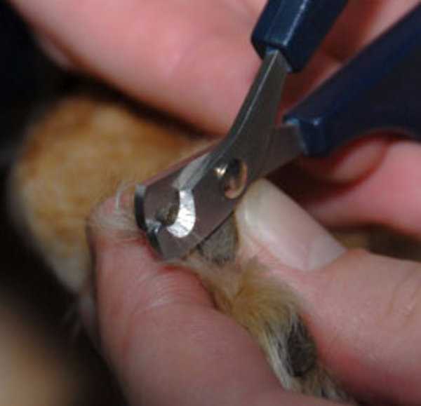 Как правильно стричь когти собаке в домашних условиях ножницами?