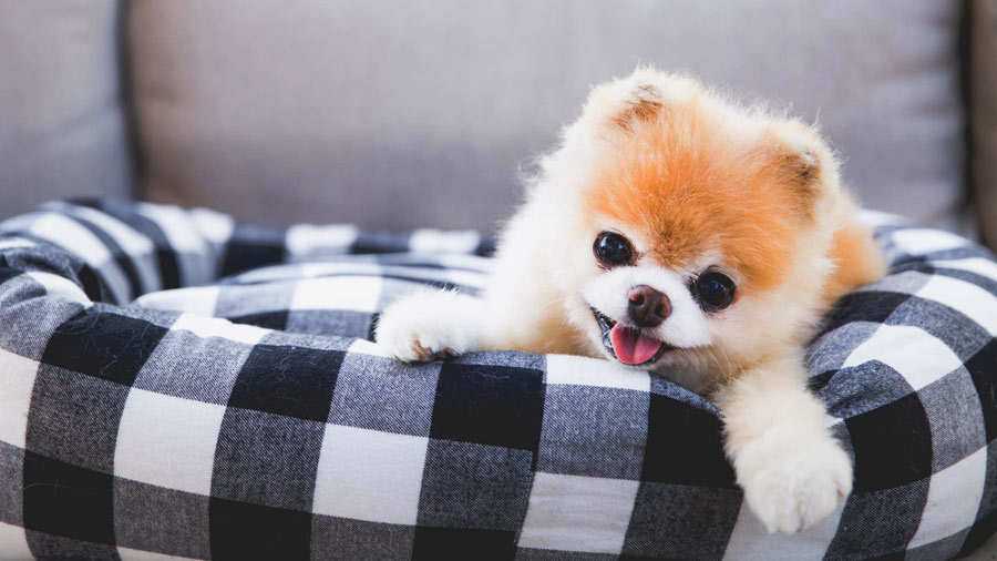 Милые собачки (40 фото): породы самых маленьких собак в мире с названиями. как выбрать пушистых щенков и красивых больших животных?