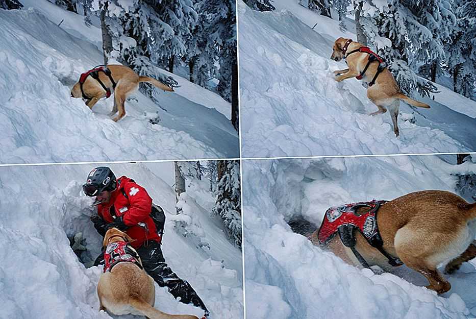 Собака-спасатель — список служебных пород для работы в снежных горах