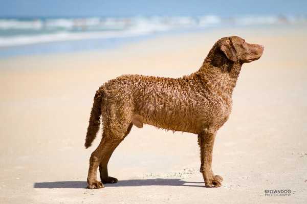 Чесапик бей ретривер: фото редкой породы собак, особенности характера и поведения