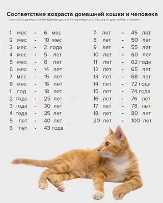 Калькулятор возраста кошки по человеческим меркам