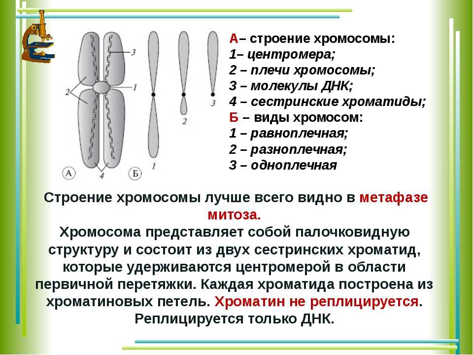 Хроматид в ядре. Хромосома строение сестринские. Функции центромеры в хромосоме. Строение и форма хромосом. Строение хромосом ЕГЭ биология.