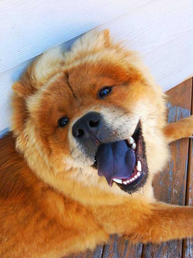 Собака с фиолетовым языком: порода