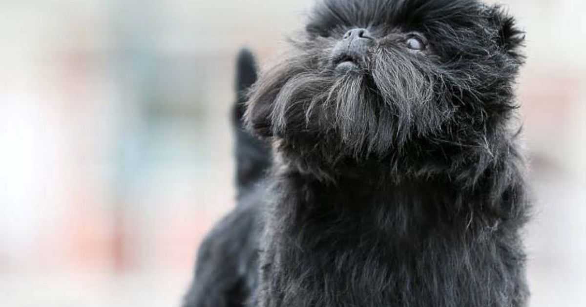 Аффенпинчер — особенности ухода, описание собаки и характер присущий породе (125 фото)