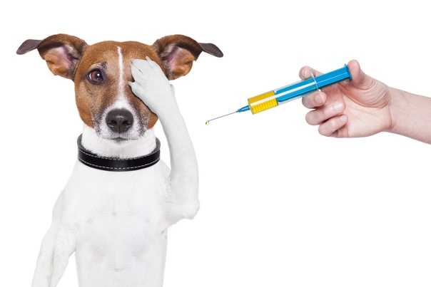 Прививка для собак по возрасту: таблица. график вакцинации собак | нпк "скифф"